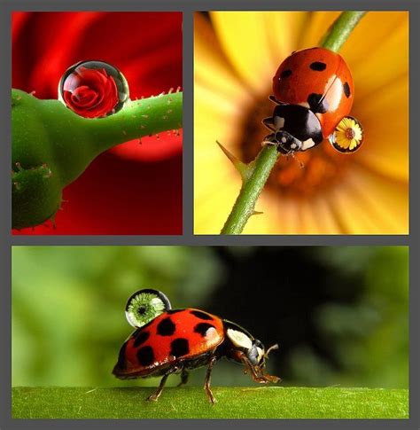 Dew Drops And Ladybugs