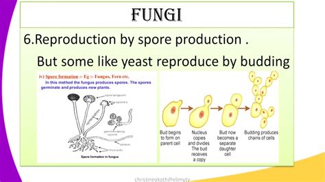 Science Class 5ep Fungi Kingdom