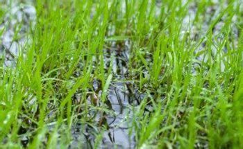 You should begin irrigation immediately after laying the sod. Signs Of Over Watering New Grass - TLC Landscapes LLC
