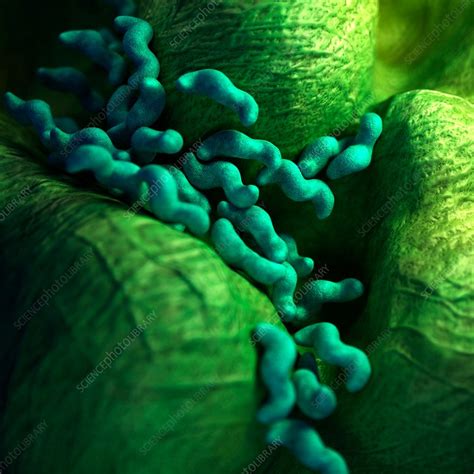 Campylobacter Bacteria Stock Image F0156412 Science Photo Library