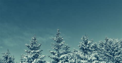 Green Trees Covered With Snow · Free Stock Photo