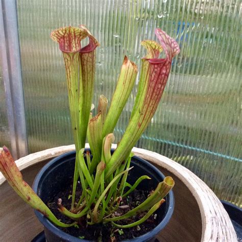 How To Grow Pitcher Plants From Seed Necps