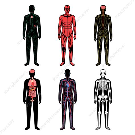 Human Body Systems Illustration Stock Image F0366448 Science