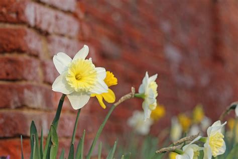 Osterglocken Spring Yellow Free Photo On Pixabay