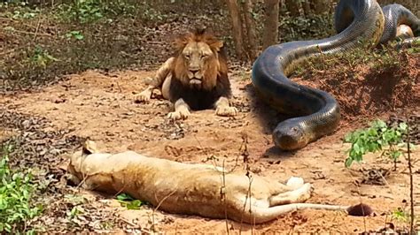 Lion Vs Snake Fight Wild Animal Attacks King Cobra Vs Lion Snake