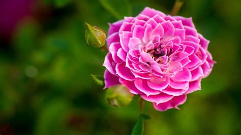 Maybe you would like to learn more about one of these? Pink-big-beautiful-flowers-on-light-green-wallpapers ...