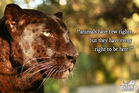 Saber The Black Leopard Animal Quotes Animals Wild