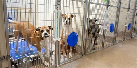 A Look Into The Secret World Of Animal Shelter Euthanasia Ph