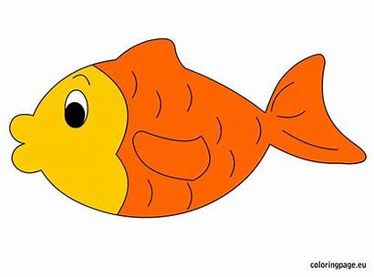 Goldfish Fish Coloring