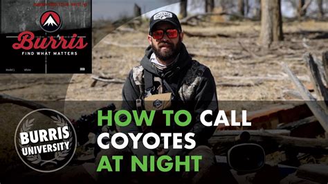 How To Call Coyotes At Night Youtube