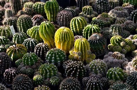Before we dive into where to buy cactus juice, i thought it would be interesting to share just a few of the many health benefits of regularly drinking nopal cactus juice. Stevensons: Cactus Land