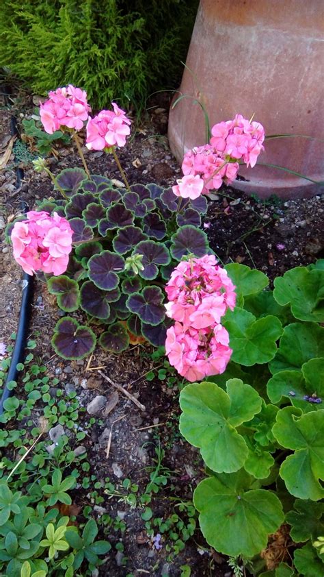 Zonal Geranium Pelargonium X Hortorum Black Velvet Salmon In The