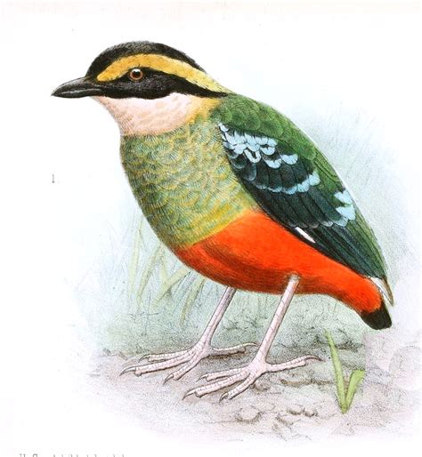 Green Breasted Pitta Photos And Wallpapers Collection Of The Green