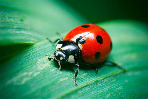 Royalty Free Ladybug Pictures Images And Stock Photos Istock