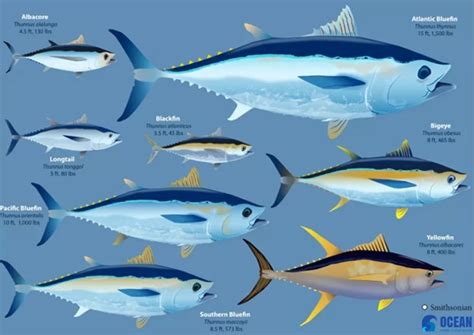 بررسی انواع ماهی تن محصولات دریایی و ارگانیک لیان