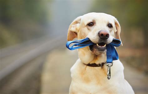 The Zen Of Dog Training Walk Your Pup Like A Boss