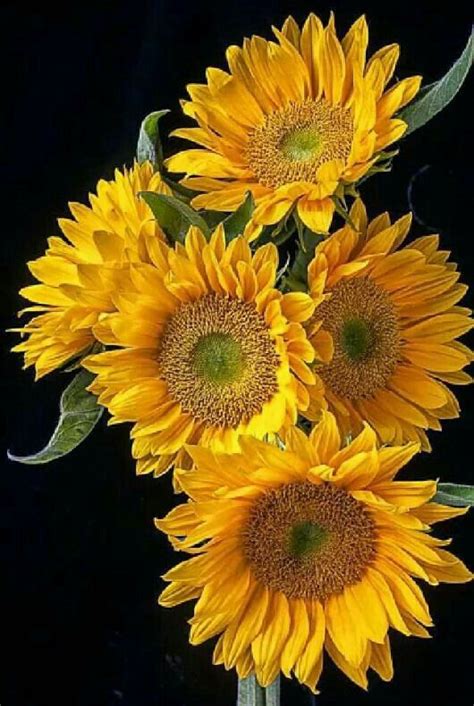 Girasoles Beautiful Flowers Sunflowers And Daisies Love Flowers