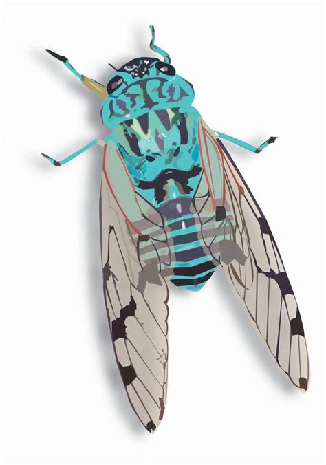 Cicada Vector Illustration Project By Chkimbrough On Deviantart