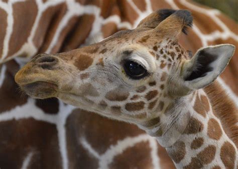 Buffalo Zoo To Receive Funds Raised For Giraffe Structure Buffalo Zoo