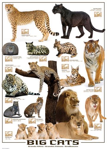 Big Cats Jigsaw Puzzle | PuzzleWarehouse.com