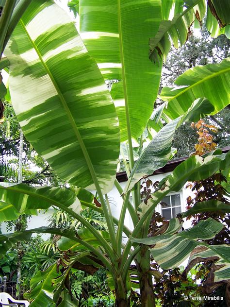 Plant type a rare banana selection. Terra Mirabilis: Ae ae bananas