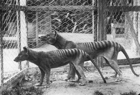 Now Scientists Want To Reproduce The Tasmanian Tiger Vg World Today