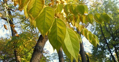 Take care of it. that's good advice for a career as well. Tree of the Month: Kentucky Coffeetree | Casey Trees