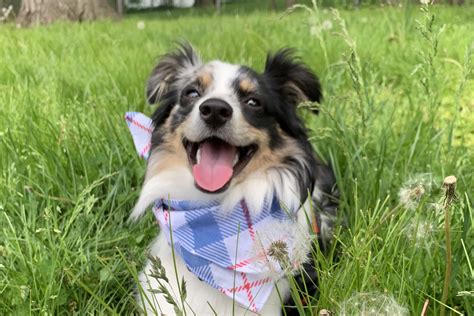 How big is a teacup australian shepherd? Puppy Diary: Raising Bowie, the Toy Australian Shepherd ...