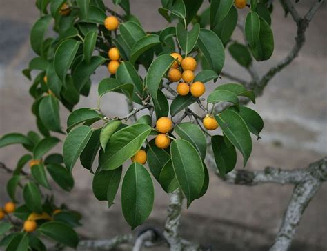 Check spelling or type a new query. How to Grow a Ficus Tree (Weeping Fig) as a Houseplant ...