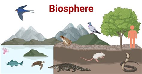 Biosphere Definition Origin Components Importance Examples