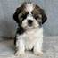 SHIH TZU  FEMALE ID2092 RM – Central Park Puppies