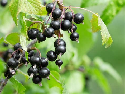 Blackburn and rayner believe the blackcurrant dyes offer a safer, greener alternative to hair dyes derived from petrochemicals. Is Black Currant Oil Safe During Pregnancy? - Dr. Weil