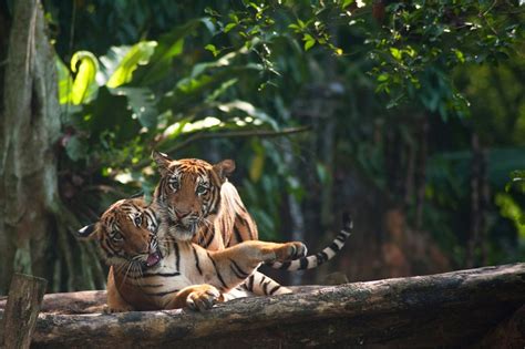 The malayan tiger is facing extinction as rampant poaching drives its population numbers steadily downwards. Wildlife Conservation Society works with The Body Shop to ...