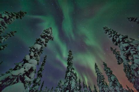 Aurora Borealis Above The Snowy Forest Near Kiruna Sweden