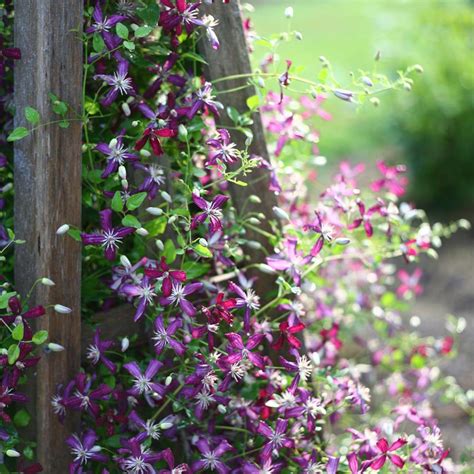 Check spelling or type a new query. Potted Clematis 'Sweet Summer Love' shrub