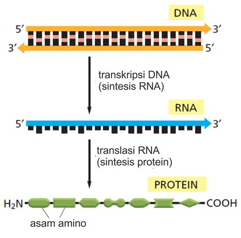 Transkripsi DNA Sintesis Modifikasi RNA Biokimia Kedokteran Caiherang