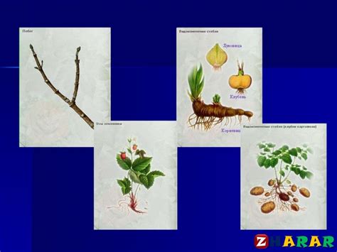 Өсімдіктердің жынысты және жыныссыз көбеюі (Биология, 7 сынып, IV тоқ