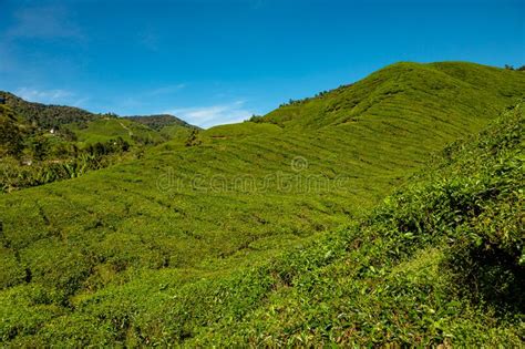 Tea Plantation Of Cameron Highlands In Malaysia Stock Photo Image Of