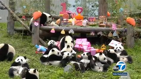 Video 18 Panda Cubs Celebrate 1st Birthday In China Abc13 Houston