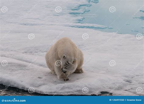 Adult Polar Bear Covering Its Face Svalbard Stock Photo Image Of