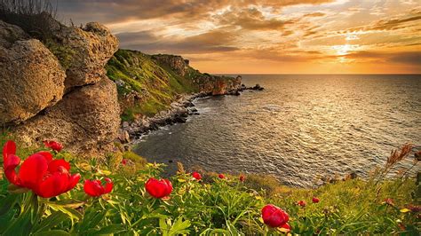 1080p Free Download Coastal Wild Peonies Flowers Sunrise Sunset