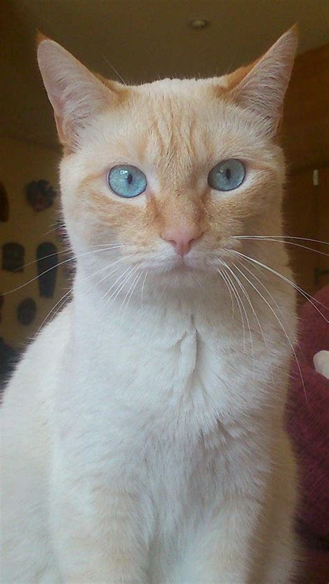 ˈoxos aˈθules, blue eyes) is a breed of domestic cat. Siames red point ojos azules | Chats siamois, Beaux chats ...