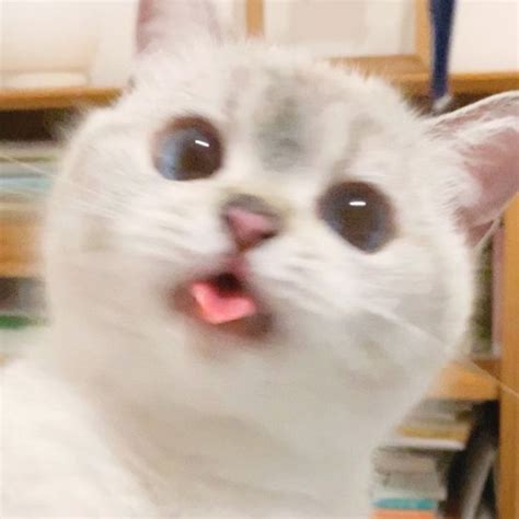 Cute Little Animals Kittens Cutest Cats And Kittens Cute Cat Memes