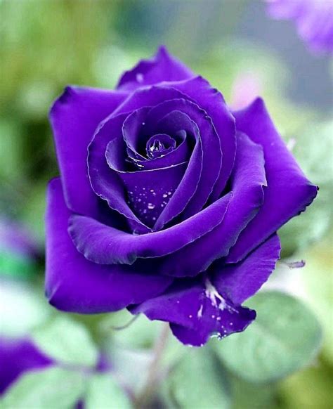 Enzo Christopher On Twitter Beautiful Rose Flowers Beautiful Flowers