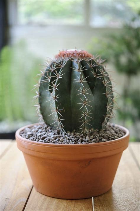 This desert dweller has long been sought as a fruit and vegetable and it's not as prickly as it sounds. Melocactus concinnus (melon cactus). An easy indoor plant ...