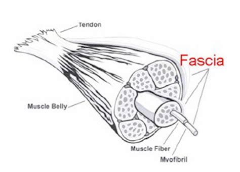 What Is Fascia Physiosteps