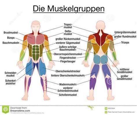 Muscle chart 7 free pdf documents download free, muscular system anatomical poster print laminate muscle anatomy chart human body, muscles german names chart muscular body stock. Human Body Muscles Diagram | Human body muscles, Muscle diagram, Body muscle chart