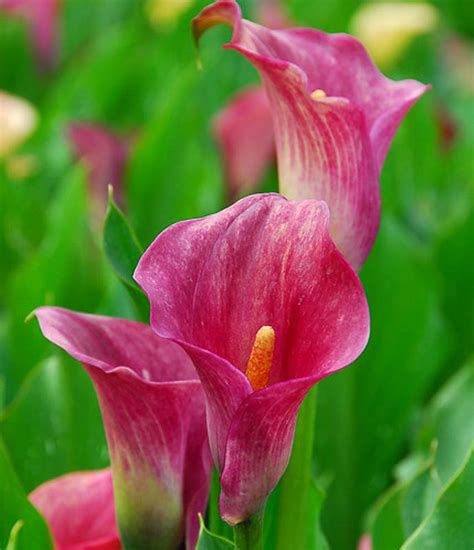 Zantedeschia Rehmannii Pink Calla Lily