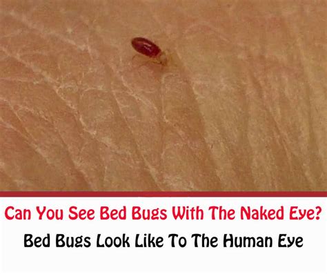 What Do Bed Bugs Look Like To The Human Eye