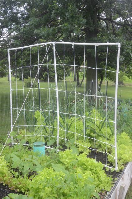 Diy Pvc Trellis For Cucumbers Beans And Peas